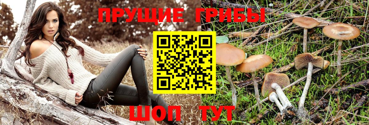 сколько стоит  Псилоцибиновые грибы прущие грибы  Ишим  Вход с VPN  Псилоцибиновые грибы Psilocybe 